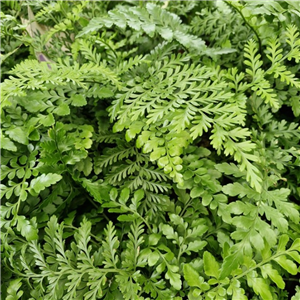 Asplenium Parvati